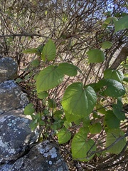 Vitis tiliifolia
