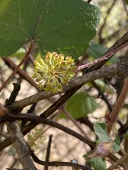 Vitis tiliifolia
