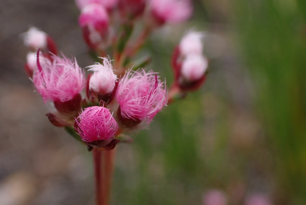Verticordia densiflora; photograph (c) Em Lamond, some rights reserved (CC BY)