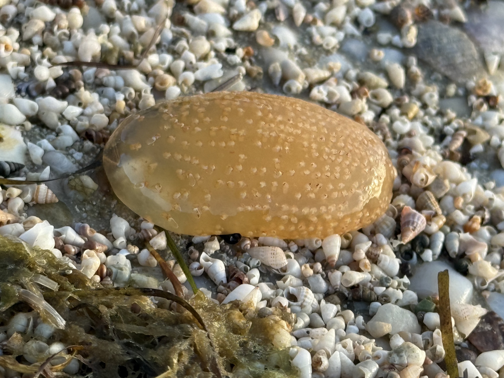 Sycozoa pulchra (Herdman, 1886)