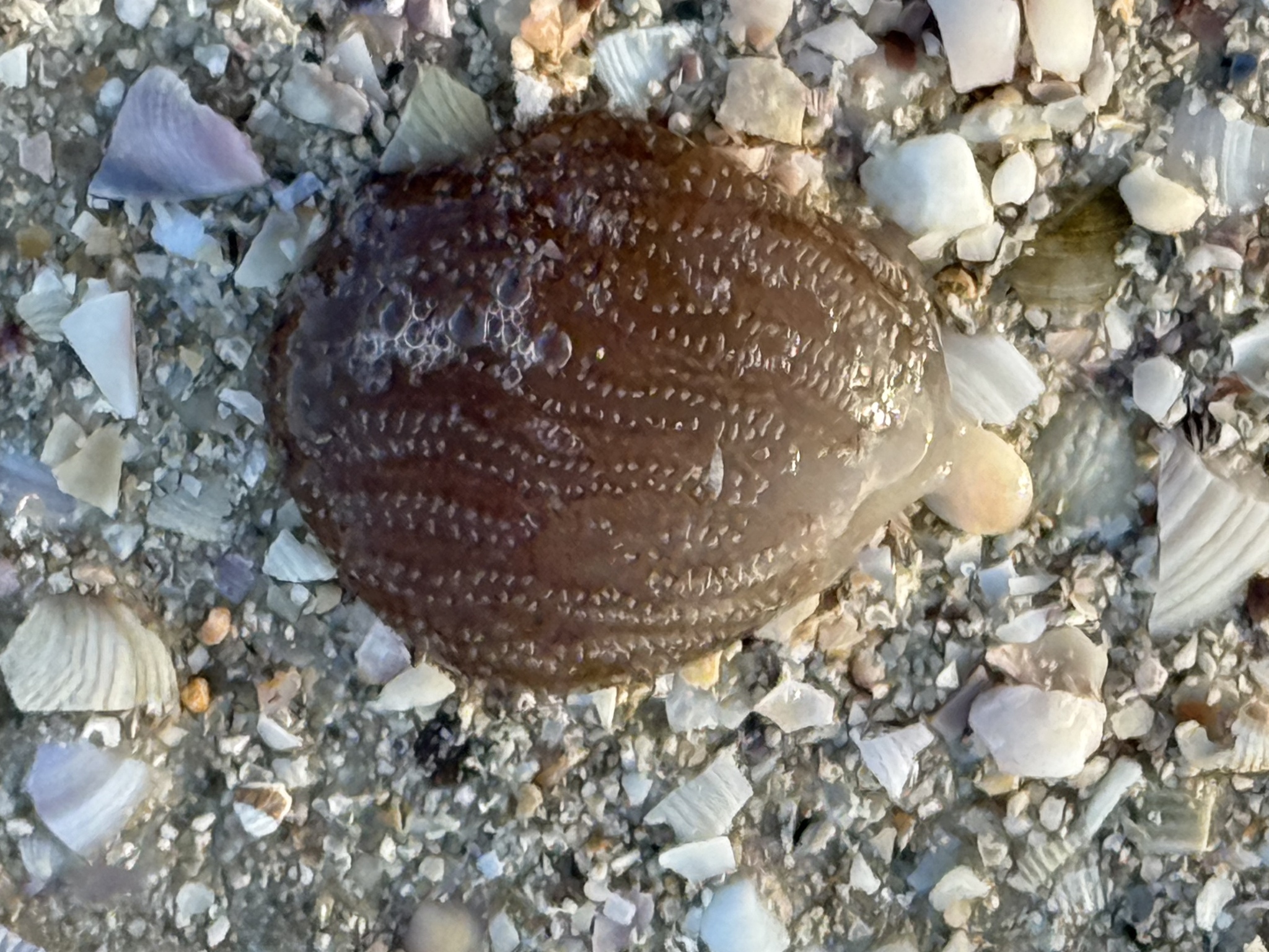 Sycozoa pulchra (Herdman, 1886)