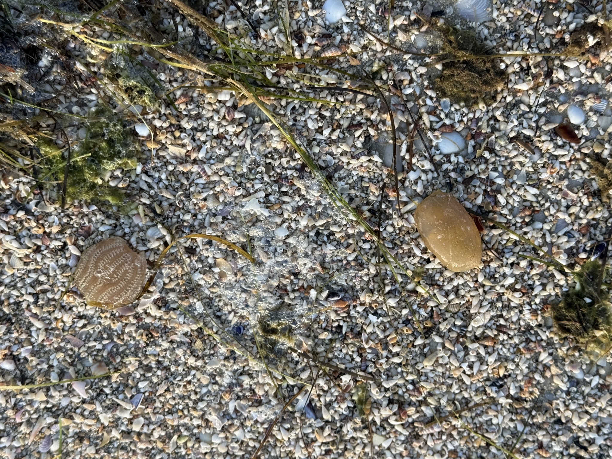 Sycozoa pulchra (Herdman, 1886)