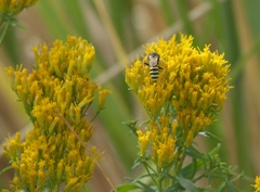 Chrysothamnus viscidiflorus viscidiflorus