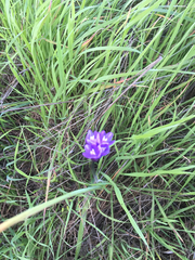 Dipterostemon capitatus