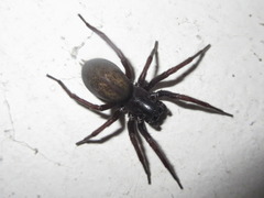 Pireneitega spinivulva