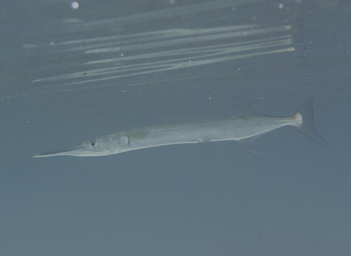 Spottedfin needlefish (Tylosurus punctulatus) — Belonidae — 5