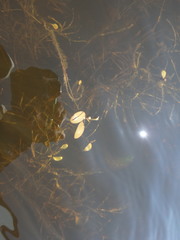 Potamogeton vaseyi