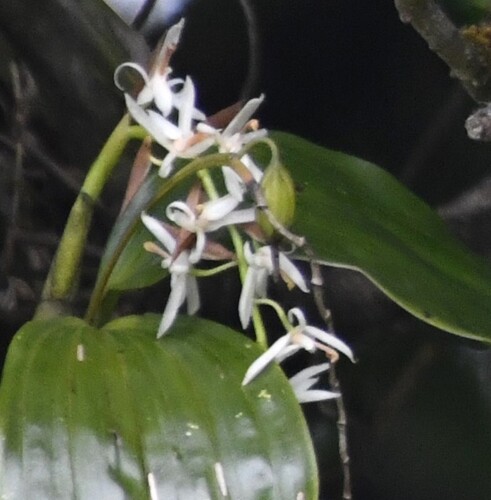 Coelogyne porrecta