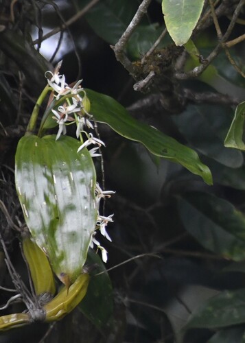 Coelogyne porrecta, photograph 1