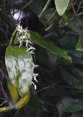 Coelogyne porrecta, photograph Zac Peterson, CC BY, iNaturalist via GBIF