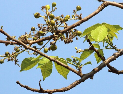 Garuga pinnata observed 2026-03-19