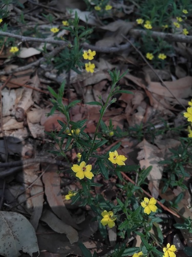 Variable-leaved Goodenia (Goodenia heterophylla)
