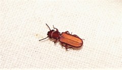 Platisus angusticollis