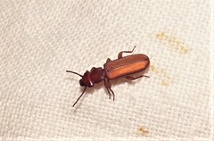 Platisus angusticollis
