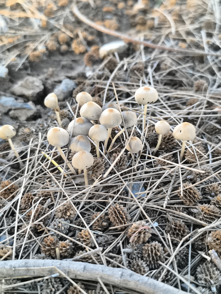 Coprinellus disseminatus · March 2026 · photo: © nicokayak (iNaturalist, cc-by)