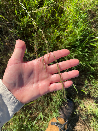 foothill needle grass (Nassella lepida)