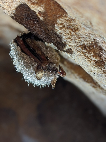 Tri-coloured Bat photographed in Missouri