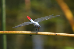 Planiplax erythropyga