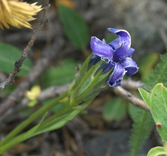 Gentianopsis barbellata