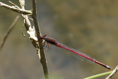 Oxyagrion rubidum