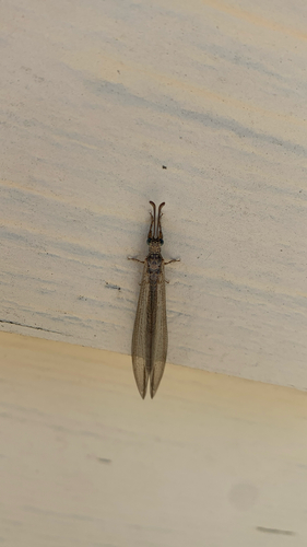Distoleon bistrigatus observed 2026-03-21