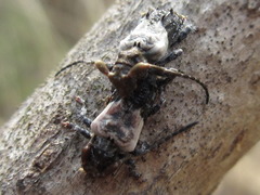 Pogonocherus dimidiatus