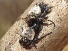 Pogonocherus dimidiatus