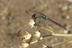 Erythrodiplax atroterminata