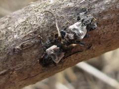 Pogonocherus dimidiatus