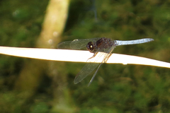 Erythrodiplax connata