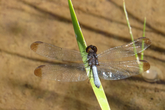Erythrodiplax atroterminata