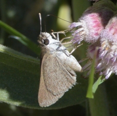 Lerodea eufala eufala