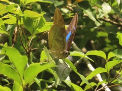 Archaeoprepona demophon centralis