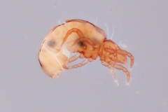 Hypochthonius