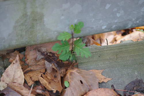 Lonicera japonica
