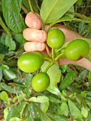 Austrobaileya scandens, photograph (c) Wairambar Rainforest, some rights reserved (CC BY)