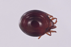Tenuialidae
