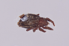 Crotoniidae
