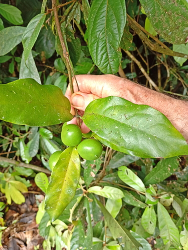 Austrobaileya scandens, photograph 6