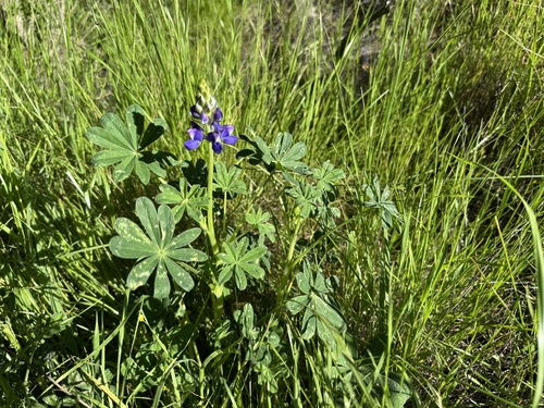 Fleshy Lupine (Lupinus affinis)