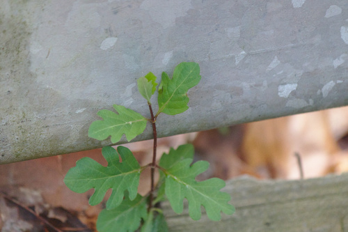 Lonicera japonica