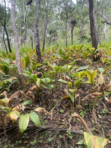 Curcuma australasica observed 2026-03-21