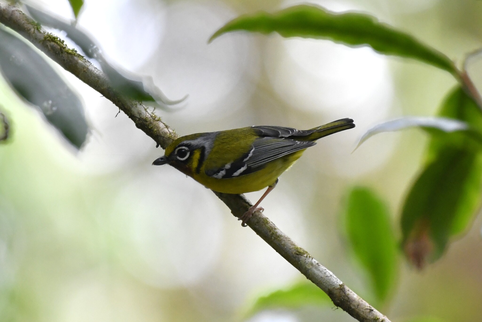 Black-eared Shrike-babbler (Pteruthius melanotis), photo 3