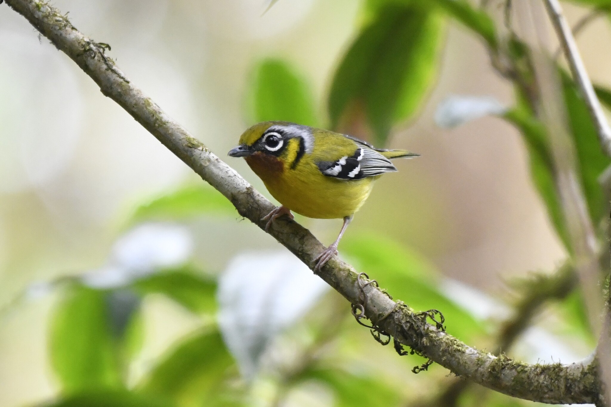 Black-eared Shrike-babbler (Pteruthius melanotis), photo 1