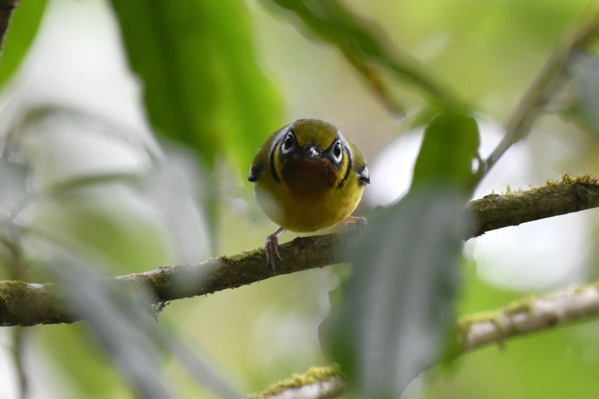 Black-eared Shrike-babbler (Pteruthius melanotis), photo 2
