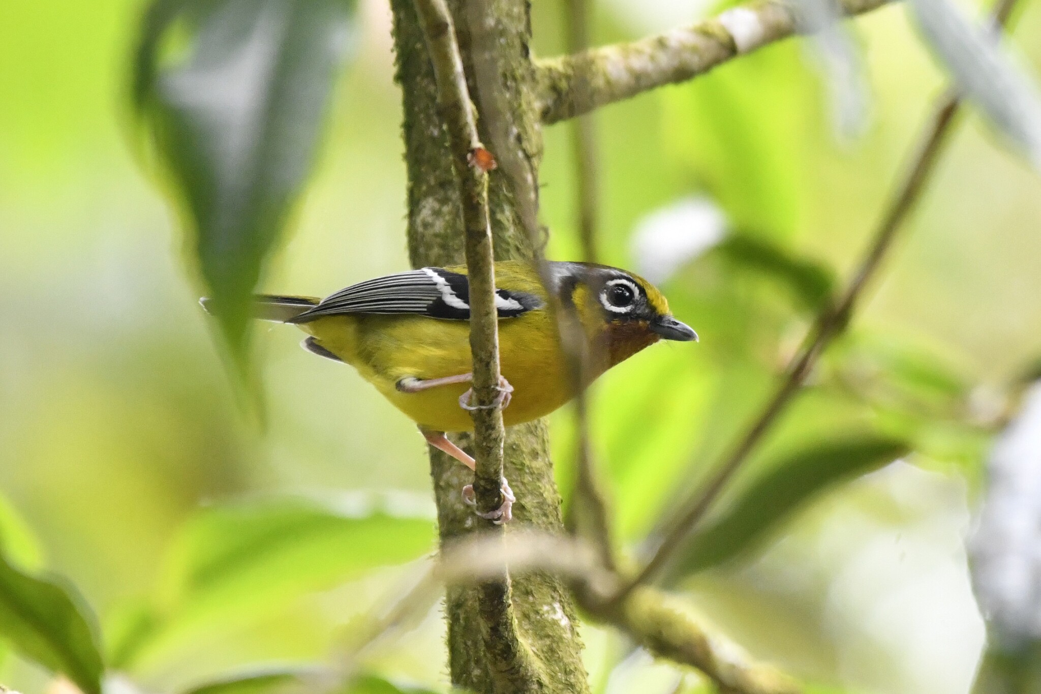 Black-eared Shrike-babbler (Pteruthius melanotis), photo 4