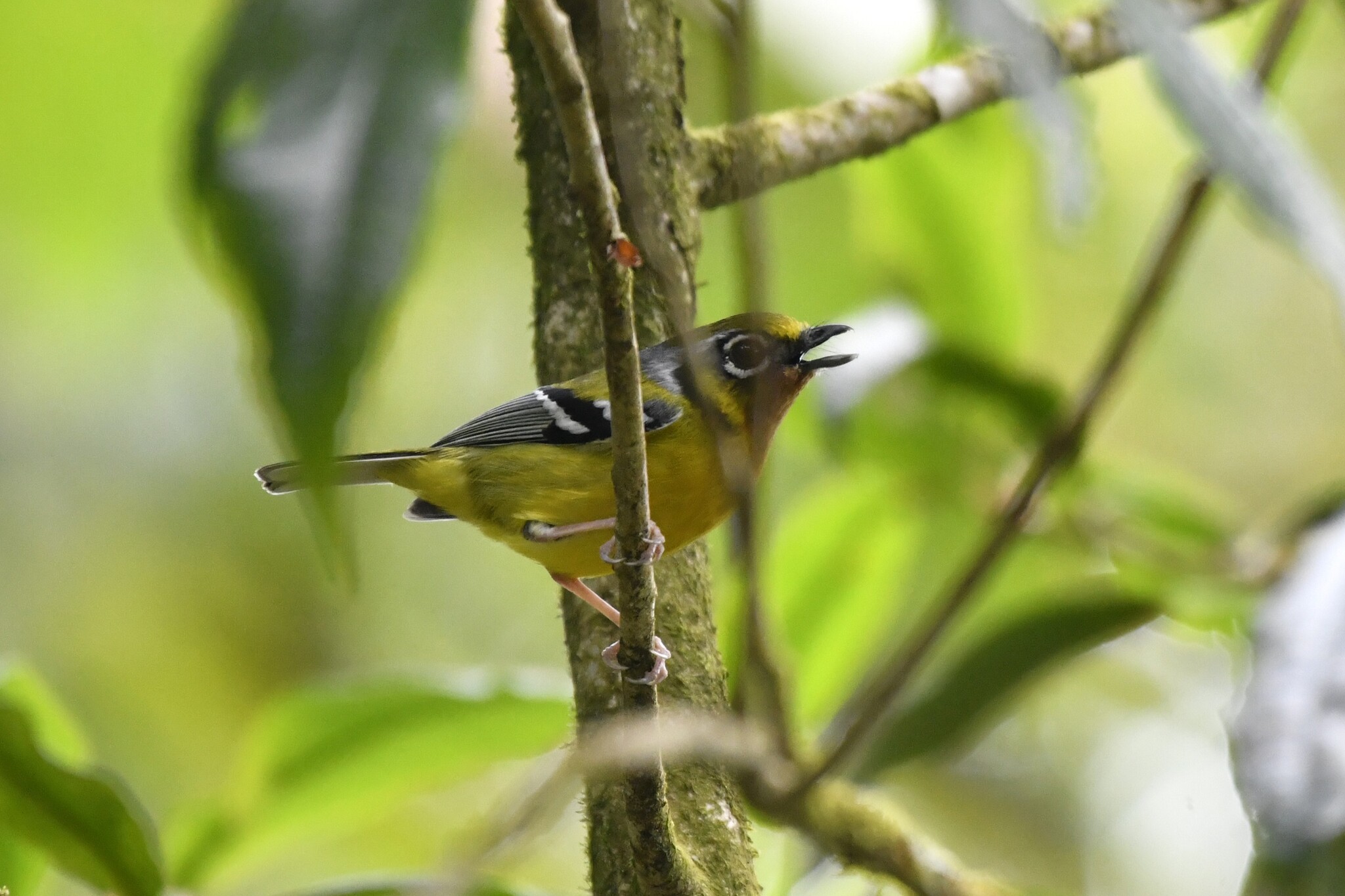 Black-eared Shrike-babbler (Pteruthius melanotis), photo 5