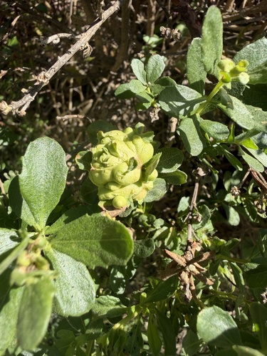 Unknown species found near Burleigh H. Murray Ranch Park, Half Moon Bay, CA, US