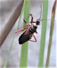 Apiomerus floridensis
