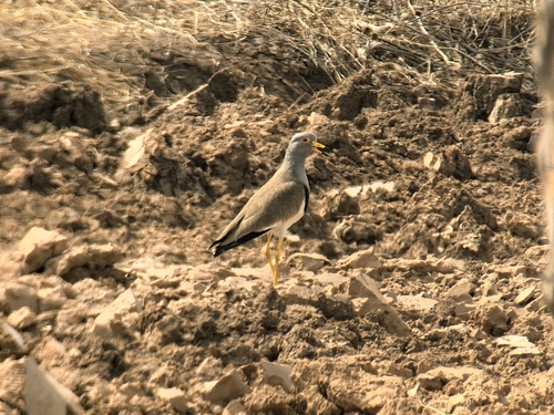Grey-headed Lapwing